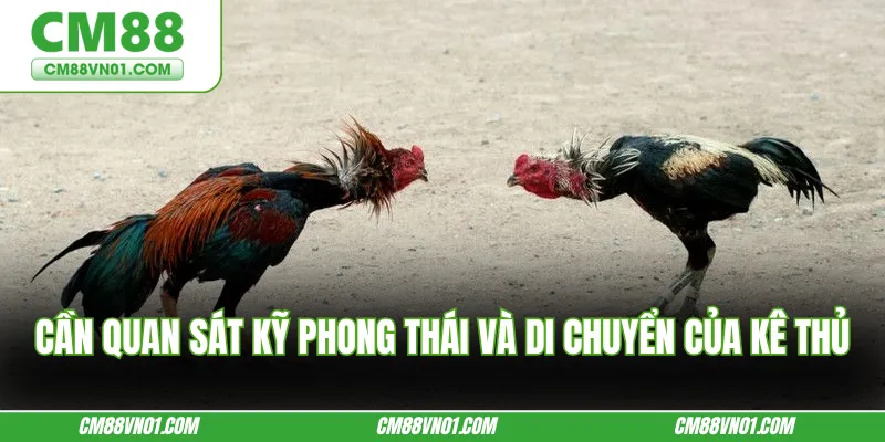Cần quan sát kỹ phong thái và di chuyển của kê thủ