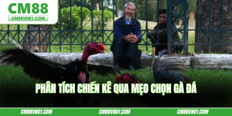 Phân tích chiến kê qua mẹo chọn gà đá