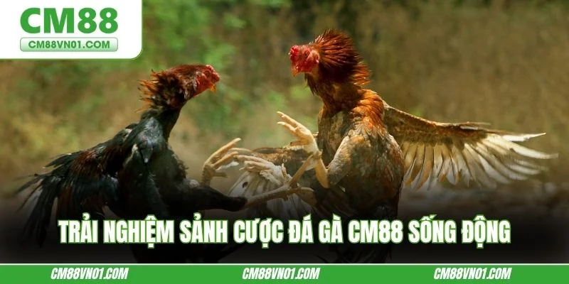Trải nghiệm sảnh cược đá gà CM88 sống động